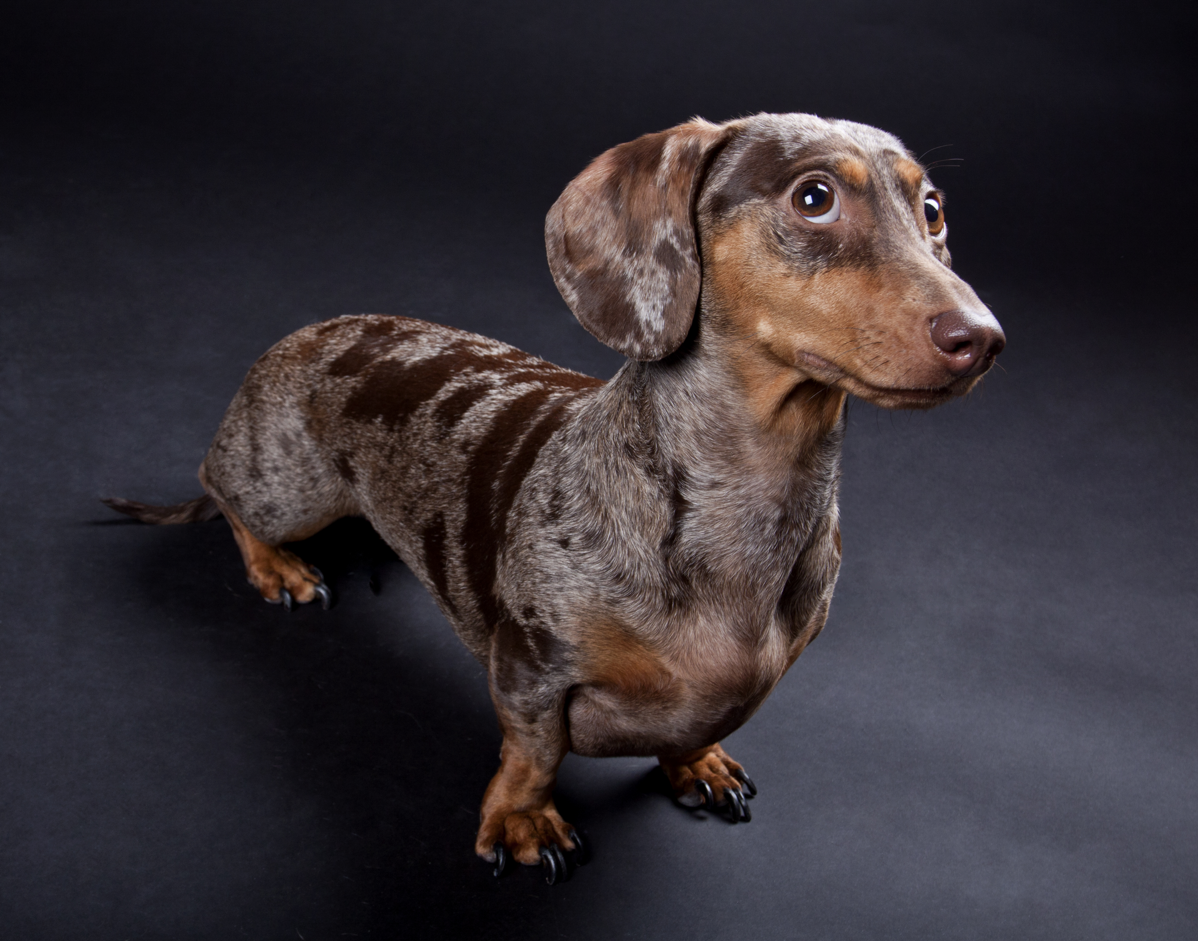 40432629195_a9313fc1b6_o