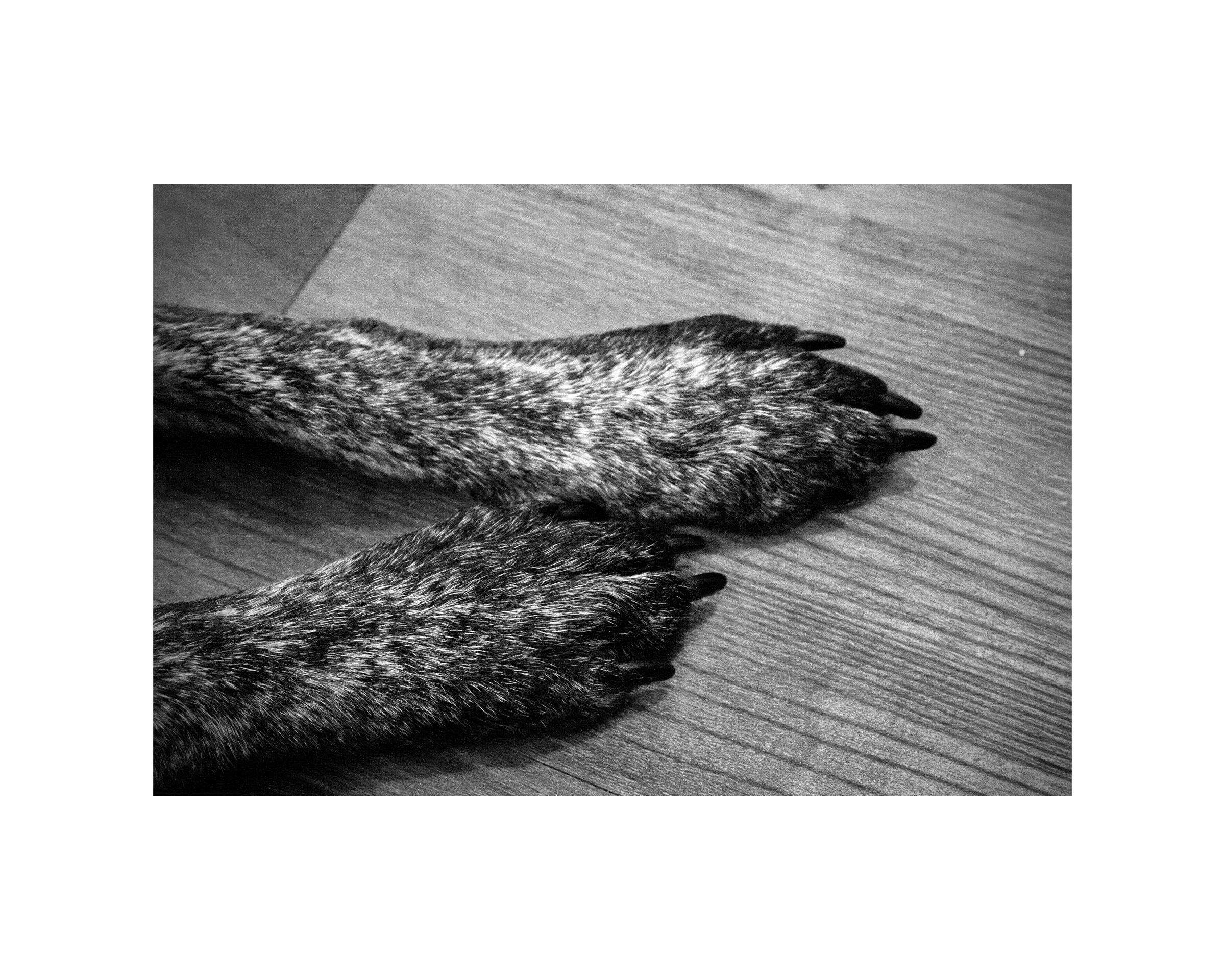 40615275414_85cdf58ea7_o